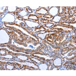 Immunohistochemistry - CASP3 (active) Antibody from Signalway Antibody (36719) - Antibodies.com
