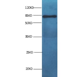 BSA Monoclonal Antibody from Signalway Antibody (42050) - Antibodies.com