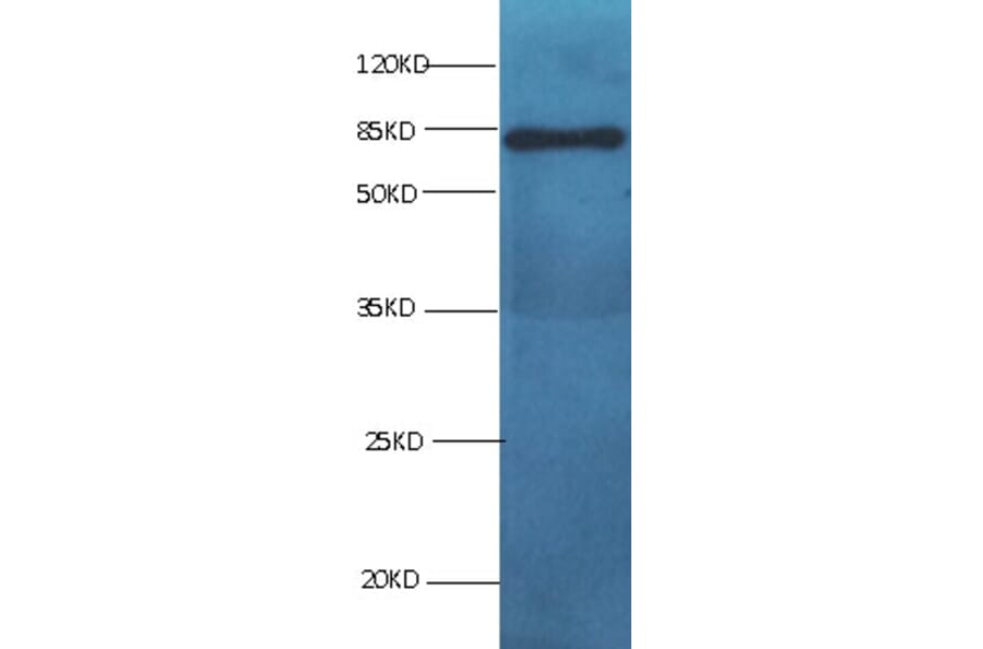 BSA Monoclonal Antibody from Signalway Antibody (42050) - Antibodies.com