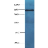 BSA Monoclonal Antibody from Signalway Antibody (42050) - Antibodies.com