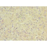 Immunohistochemistry - SRI Polyclonal Antibody from Signalway Antibody (42331) - Antibodies.com