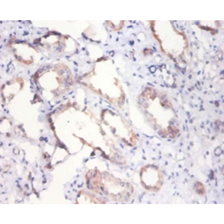 Immunohistochemistry - Citrate synthase, mitochondrial Polyclonal Antibody from Signalway Antibody (42137)