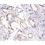 Immunohistochemistry - Citrate synthase, mitochondrial Polyclonal Antibody from Signalway Antibody (42137)