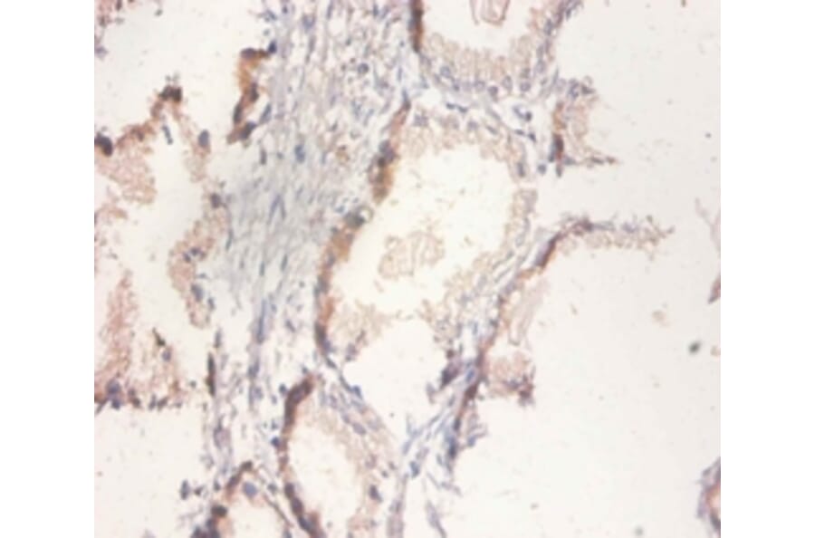 Immunohistochemistry - Citrate synthase, mitochondrial Polyclonal Antibody from Signalway Antibody (42137)