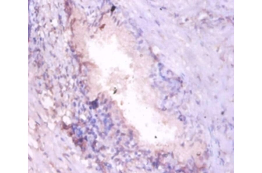 Immunohistochemistry - Proteasome subunit alpha type-7 Polyclonal Antibody from Signalway Antibody (42246)