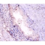 Immunohistochemistry - Proteasome subunit alpha type-7 Polyclonal Antibody from Signalway Antibody (42246)