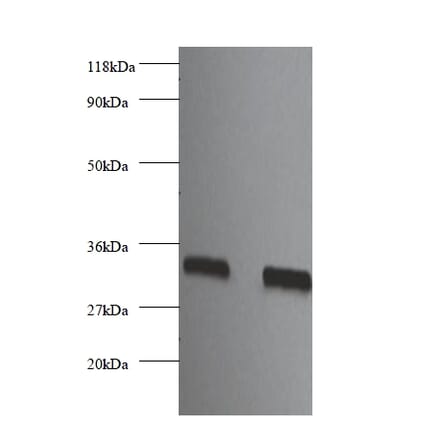 Heparin-binding growth factor 2 Polyclonal Antibody from Signalway Antibody (42453) - Antibodies.com