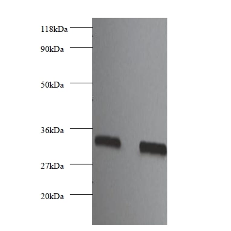 Heparin-binding growth factor 2 Polyclonal Antibody from Signalway Antibody (42453) - Antibodies.com