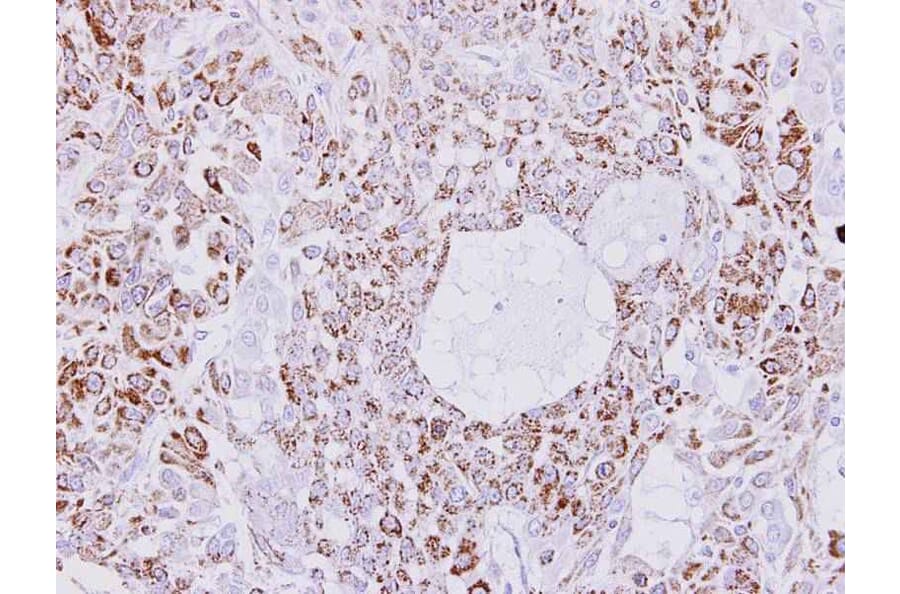Immunohistochemistry - Creatine kinase (mitochondrial 1B) antibody from Signalway Antibody (22984) - Antibodies.com