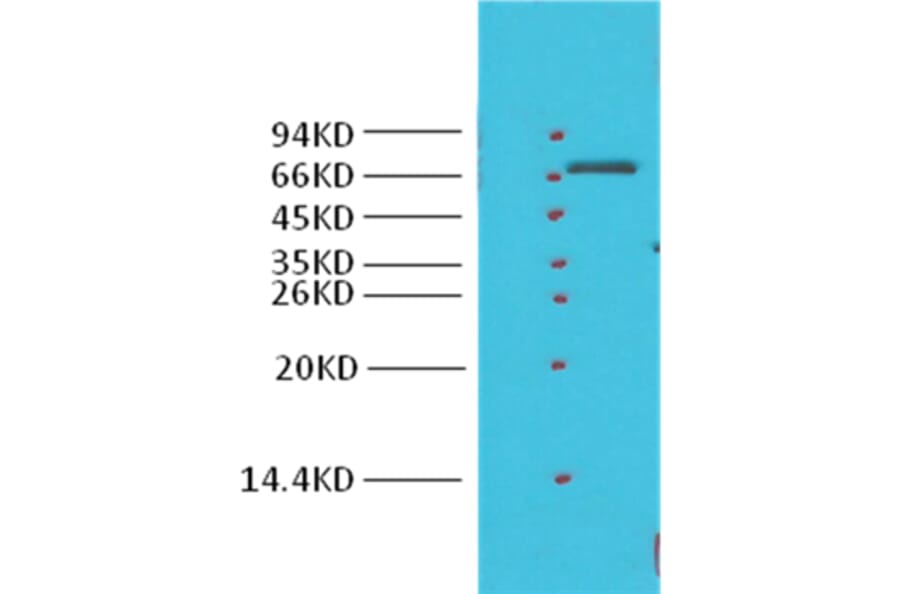 Western blot - Cyclooxygenase 1 Rabbit Polyclonal Antibody from Signalway Antibody (38023) - Antibodies.com