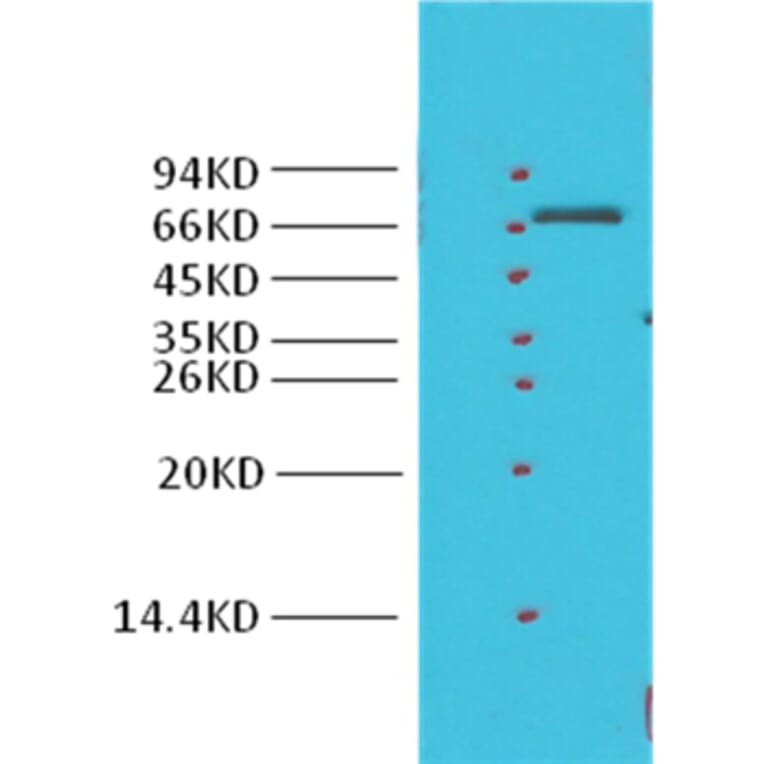Western blot - Cyclooxygenase 1 Rabbit Polyclonal Antibody from Signalway Antibody (38023) - Antibodies.com