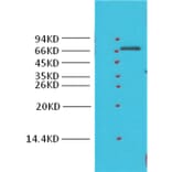 Western blot - Cyclooxygenase 1 Rabbit Polyclonal Antibody from Signalway Antibody (38023) - Antibodies.com