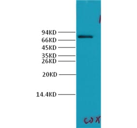 Western blot - Cyclooxygenase 2 Rabbit Polyclonal Antibody from Signalway Antibody (38024) - Antibodies.com