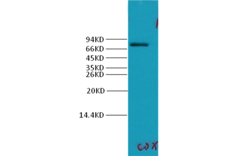 Western blot - Cyclooxygenase 2 Rabbit Polyclonal Antibody from Signalway Antibody (38024) - Antibodies.com