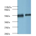 Ornithine decarboxylase Polyclonal Antibody from Signalway Antibody (42121) - Antibodies.com