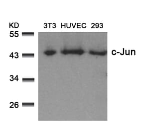 Western blot - c-Jun (Ab-73) Antibody from Signalway Antibody (21003) - Antibodies.com