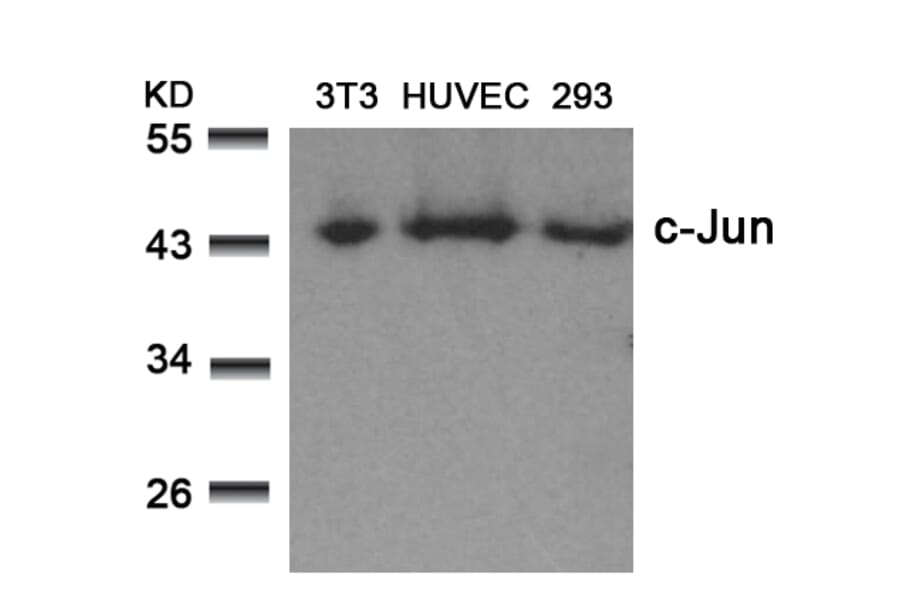 Western blot - c-Jun (Ab-73) Antibody from Signalway Antibody (21003) - Antibodies.com
