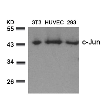 Western blot - c-Jun (Ab-73) Antibody from Signalway Antibody (21003) - Antibodies.com