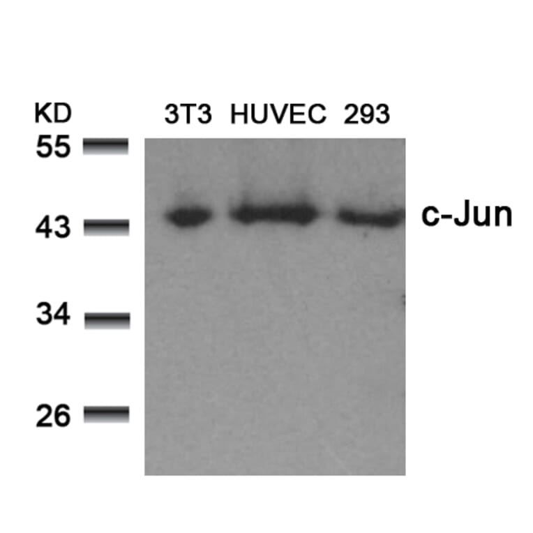 Western blot - c-Jun (Ab-73) Antibody from Signalway Antibody (21003) - Antibodies.com