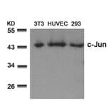 Western blot - c-Jun (Ab-73) Antibody from Signalway Antibody (21003) - Antibodies.com