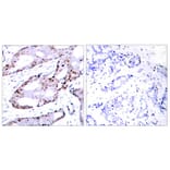Immunohistochemistry - c-Jun (Ab-73) Antibody from Signalway Antibody (21003) - Antibodies.com