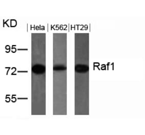 Western blot - Raf1 (Ab-259) Antibody from Signalway Antibody (21006) - Antibodies.com