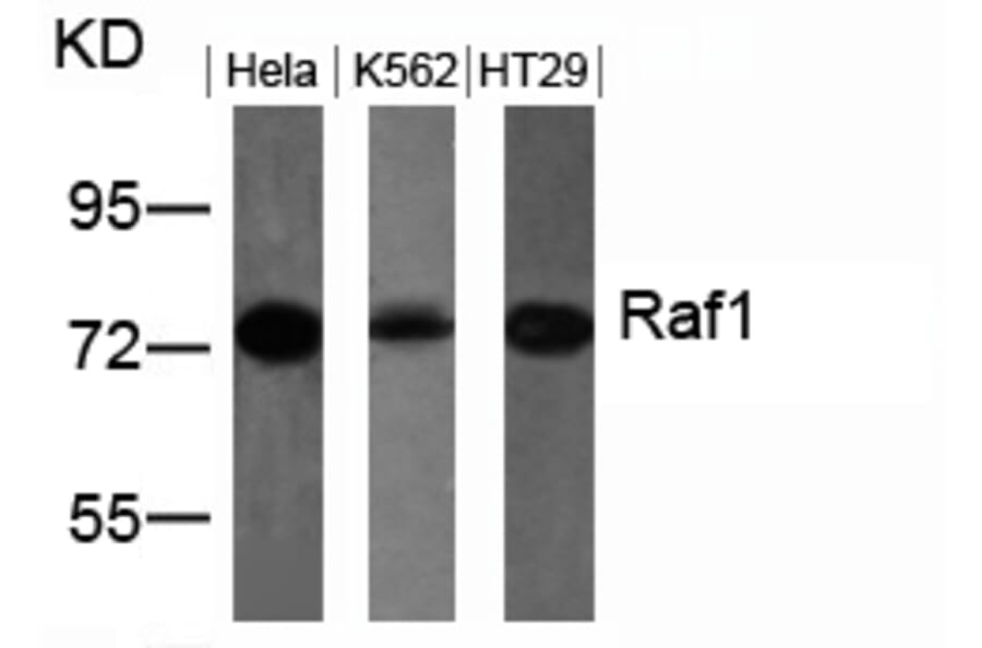 Western blot - Raf1 (Ab-259) Antibody from Signalway Antibody (21006) - Antibodies.com