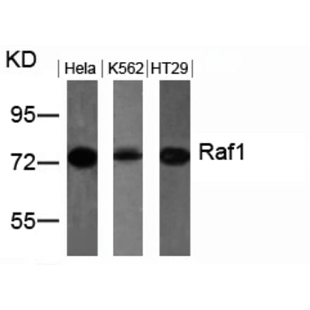 Western blot - Raf1 (Ab-259) Antibody from Signalway Antibody (21006) - Antibodies.com