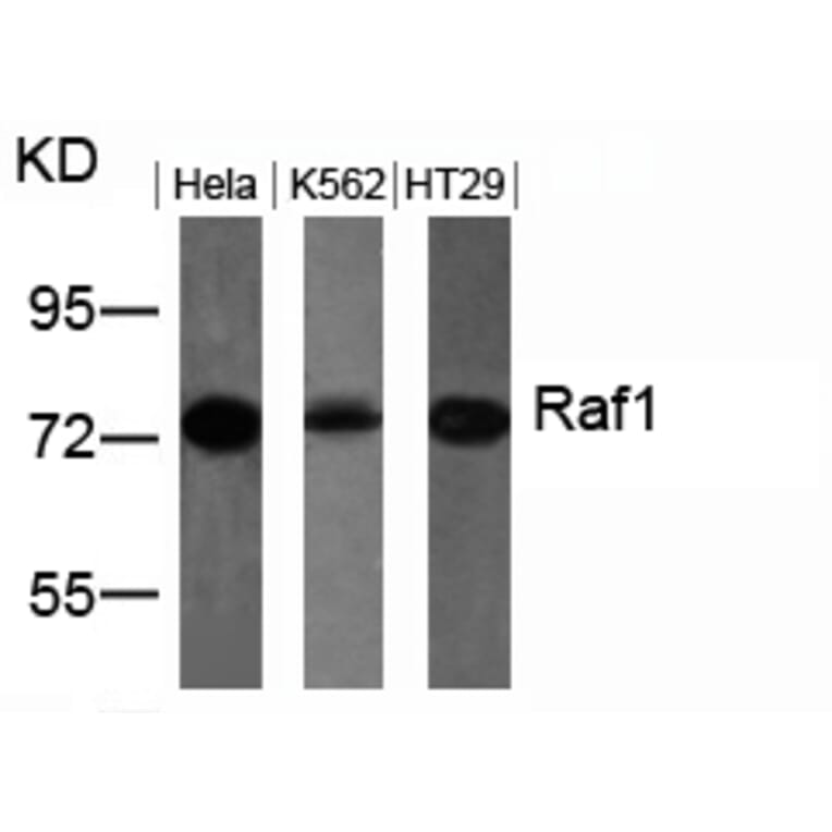 Western blot - Raf1 (Ab-259) Antibody from Signalway Antibody (21006) - Antibodies.com