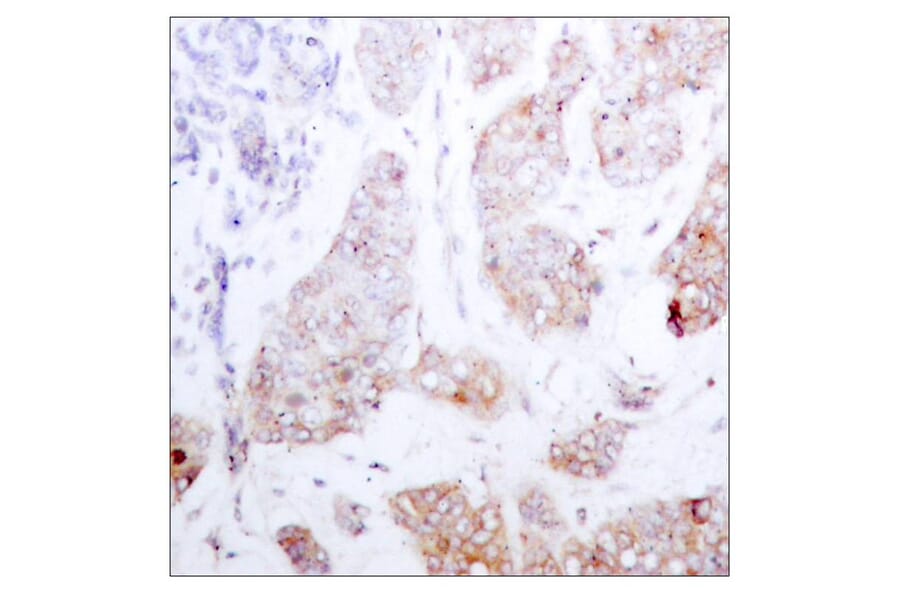 Immunohistochemistry - Raf1 (Ab-259) Antibody from Signalway Antibody (21006) - Antibodies.com