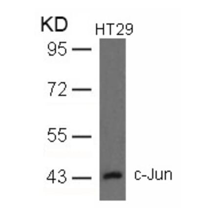 Western blot - c-Jun (Ab-93) Antibody from Signalway Antibody (21022) - Antibodies.com