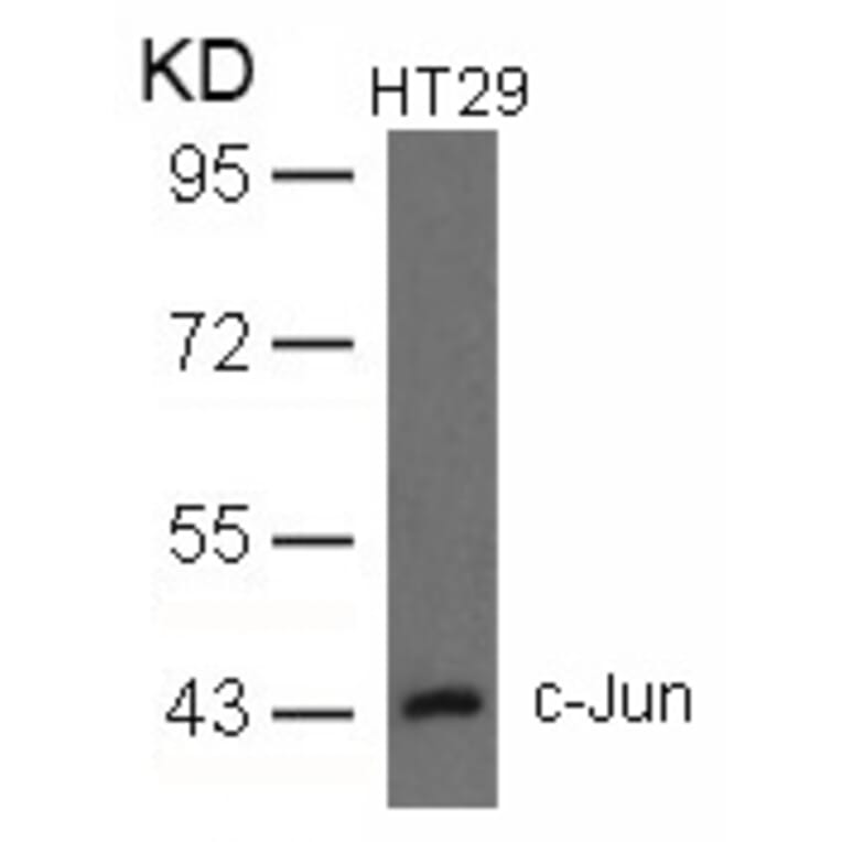 Western blot - c-Jun (Ab-93) Antibody from Signalway Antibody (21022) - Antibodies.com