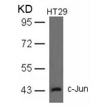 Western blot - c-Jun (Ab-93) Antibody from Signalway Antibody (21022) - Antibodies.com