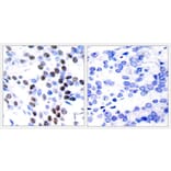 Immunohistochemistry - c-Jun (Ab-93) Antibody from Signalway Antibody (21022) - Antibodies.com