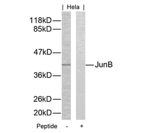 Western blot - JunB (Ab-259) Antibody from Signalway Antibody (21027) - Antibodies.com