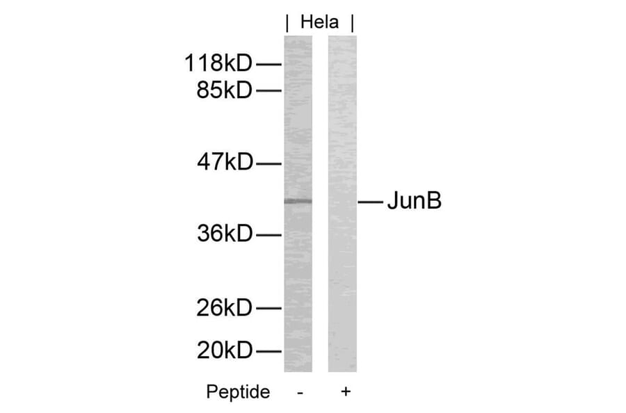 Western blot - JunB (Ab-259) Antibody from Signalway Antibody (21027) - Antibodies.com