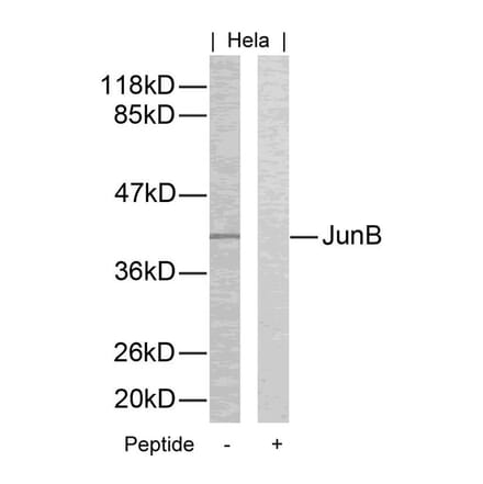 Western blot - JunB (Ab-259) Antibody from Signalway Antibody (21027) - Antibodies.com