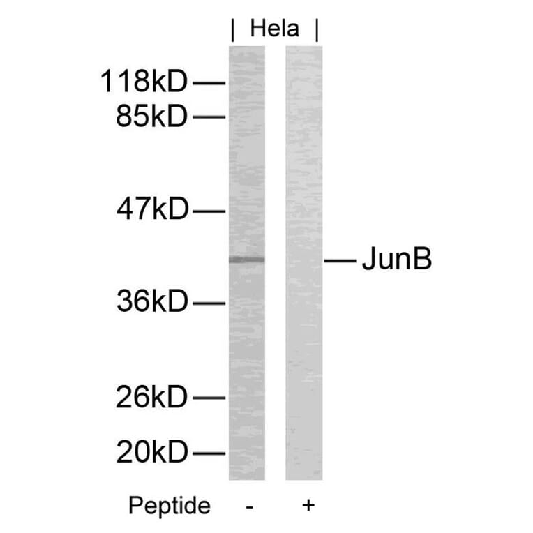 Western blot - JunB (Ab-259) Antibody from Signalway Antibody (21027) - Antibodies.com