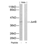 Western blot - JunB (Ab-259) Antibody from Signalway Antibody (21027) - Antibodies.com