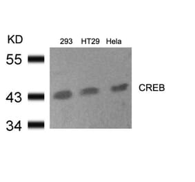 Western blot - CREB (Ab-133) Antibody from Signalway Antibody (21052) - Antibodies.com