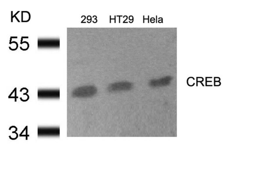 Western blot - CREB (Ab-133) Antibody from Signalway Antibody (21052) - Antibodies.com