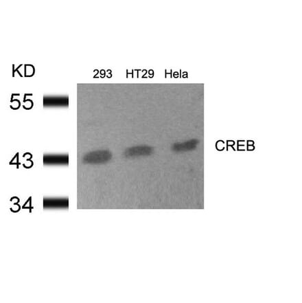 Western blot - CREB (Ab-133) Antibody from Signalway Antibody (21052) - Antibodies.com