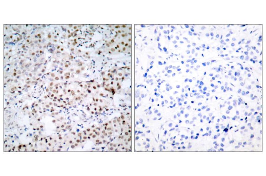 Immunohistochemistry - CREB (Ab-133) Antibody from Signalway Antibody (21052) - Antibodies.com
