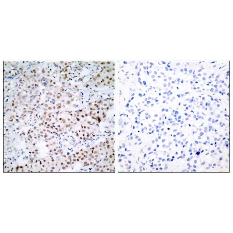 Immunohistochemistry - CREB (Ab-133) Antibody from Signalway Antibody (21052) - Antibodies.com