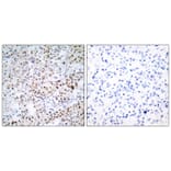 Immunohistochemistry - CREB (Ab-133) Antibody from Signalway Antibody (21052) - Antibodies.com