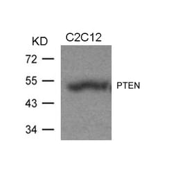 Western blot - PTEN (Ab-370) Antibody from Signalway Antibody (21057) - Antibodies.com