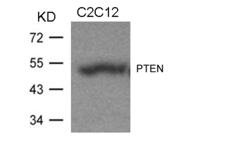 Western blot - PTEN (Ab-370) Antibody from Signalway Antibody (21057) - Antibodies.com