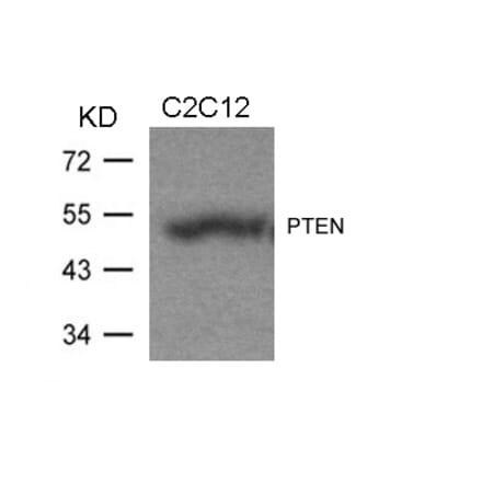 Western blot - PTEN (Ab-370) Antibody from Signalway Antibody (21057) - Antibodies.com