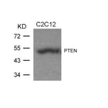 Western blot - PTEN (Ab-370) Antibody from Signalway Antibody (21057) - Antibodies.com