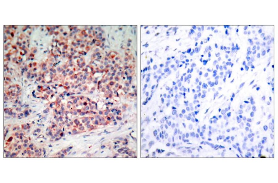 Immunohistochemistry - PTEN (Ab-370) Antibody from Signalway Antibody (21057) - Antibodies.com